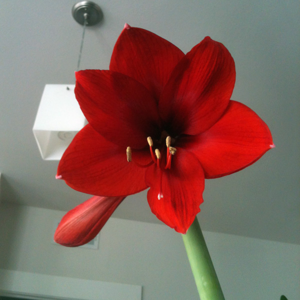 amaryllis flower 1