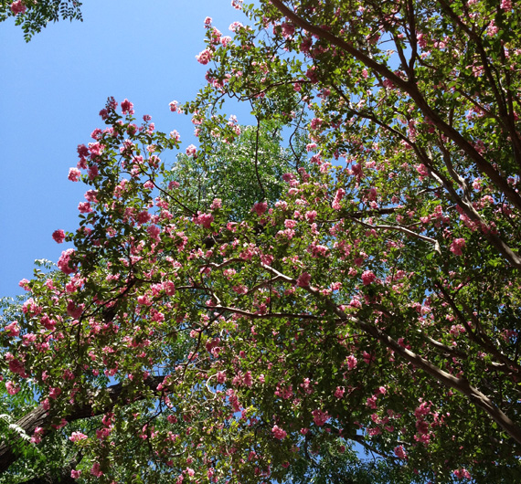 crape myrtle3