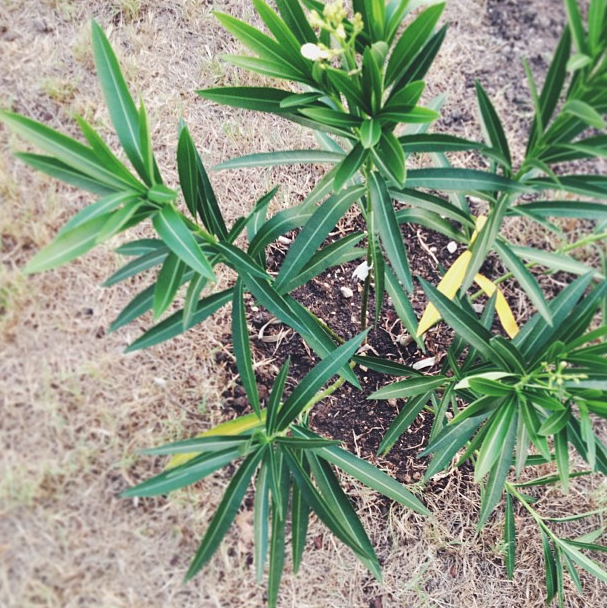 new plants over the weekend