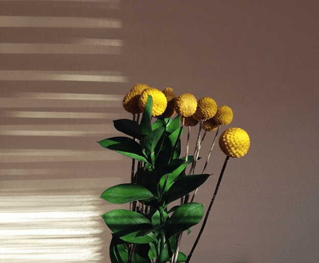 green and yellow flowers