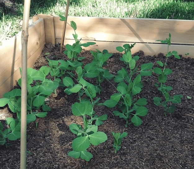 growing peas