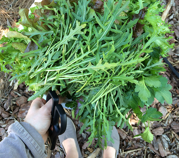 startingsummergarden1