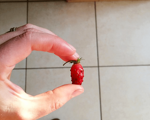 tinystrawberry