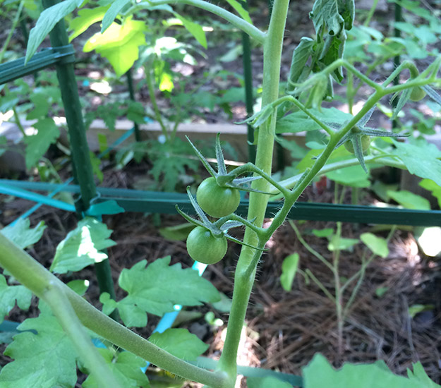 tomatoes1