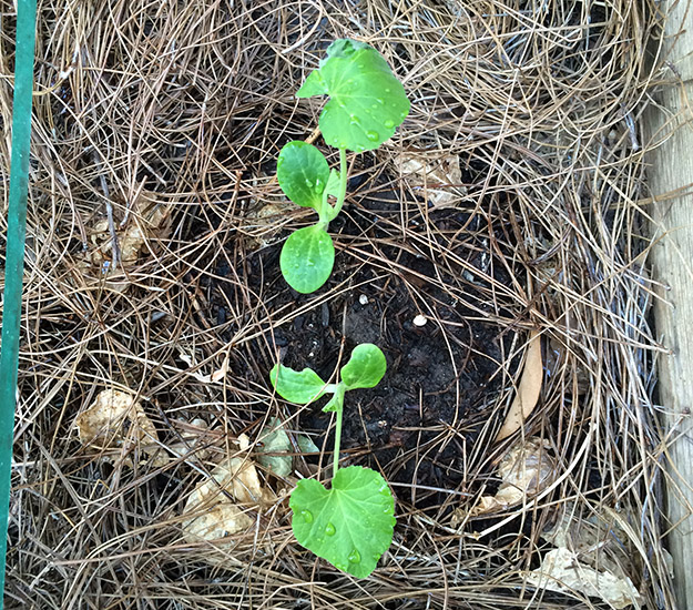 growingpumpkins